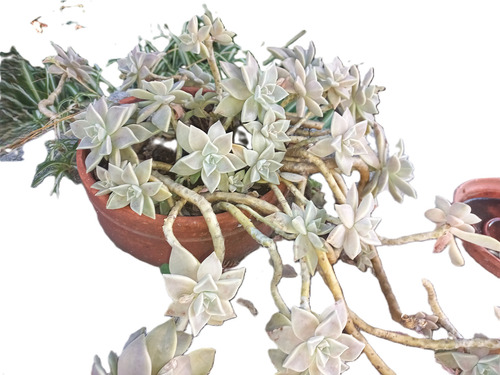 Suculenta Graptopetalum Paraguayense Varias Plantas C/maceta