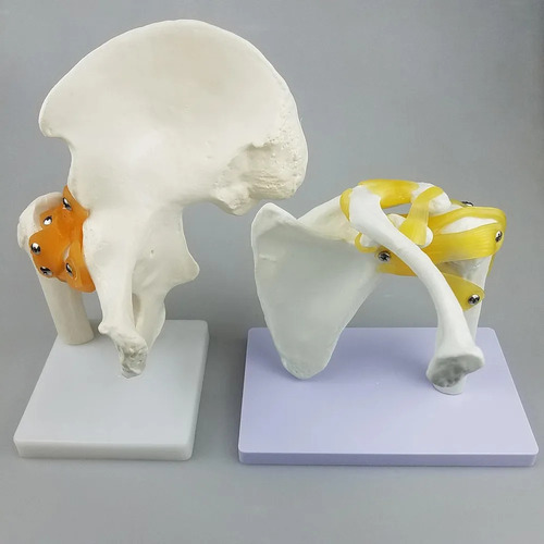 Modelo De Anatomía Humana De La Articulación Del Hombro Con