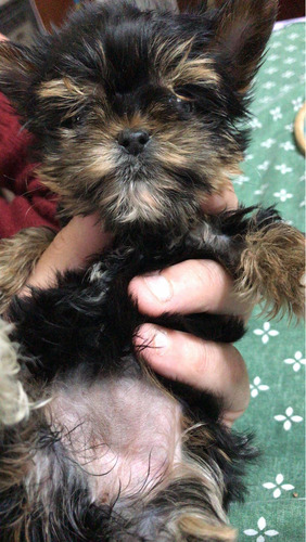 Yorkshire Terrier Macho Mini Retíralo Hoy