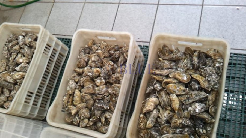 Imagem 1 de 29 de Fazenda Marinha Com 4 Hectares De Água, Produzi... - 70