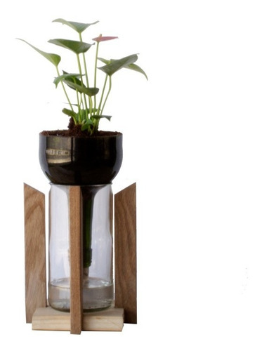 Anturio Little Plant 24 Con Soporte, Maceta Autorregante 