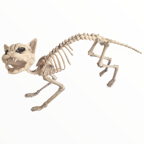 Cat Skeleton Esqueleto De Gato Decorativo 68 Cm. Hallowen 