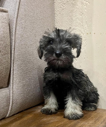 Schnauzer Machos Y Hembras Excelente Calidad Cariñosos Sal Y Pimienta,