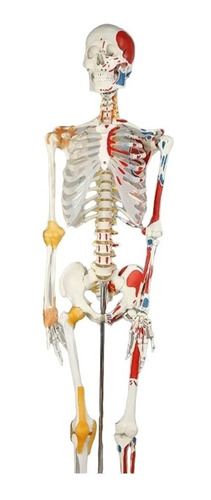 Modelo Del Esqueleto Humano Real Con Ligamentos Y Guia Osea