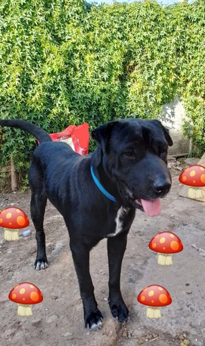 Rocco, Bellísimo, Cruza De Sharpei , 2añitos Y Medio, Adopci