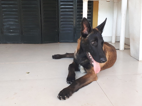 Pastor Belga Malinois