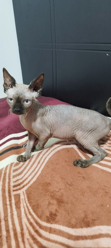Gata Sphynx De 4 Meses, Sin Pelo, Pedigree No Incluido.