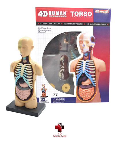 Modelo Do Corpo Humano - Torso 26051 - 4d Master Anatomia