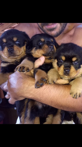 Rottweiler Filhotes Puros