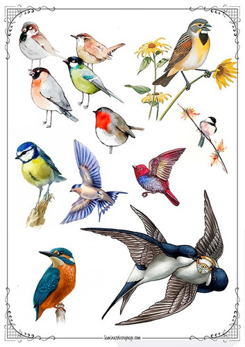 Imagen 1 de 1 de Aves #01! Lámina Para Transferencias 21 X 29 Cm