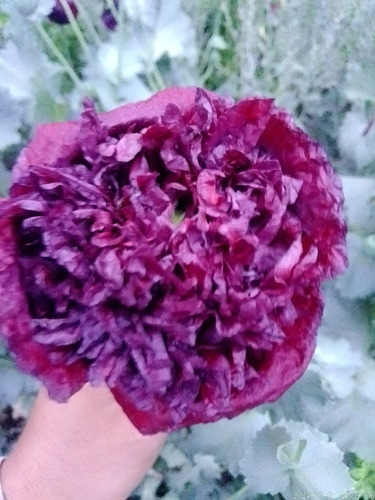 Semillas De Amapola Negra Doble
