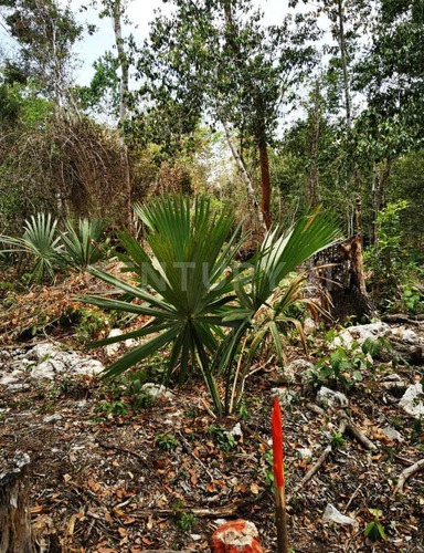 Terreno En Venta, Francisco Hu-may, Tulum, Quintana Roo
