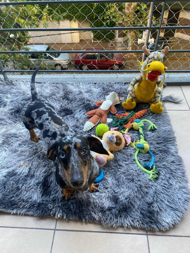 Servicio Monta Salchicha Dachshund Arlequin