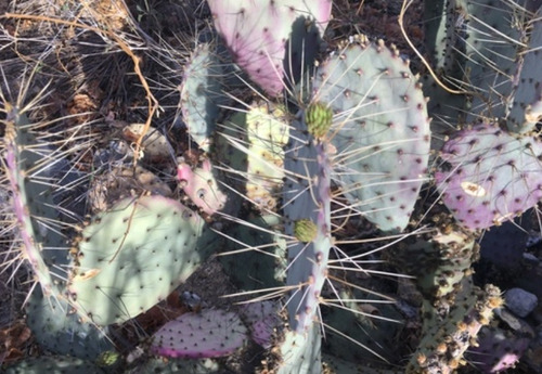 Opuntia Gosselinina, Nopal Morado, Nv