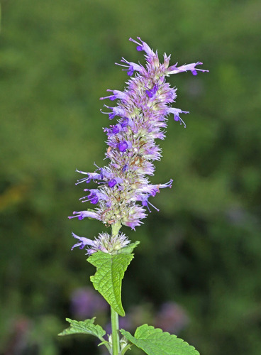 30 Semillas De Agastache Rugosa--menta Corea!!!!
