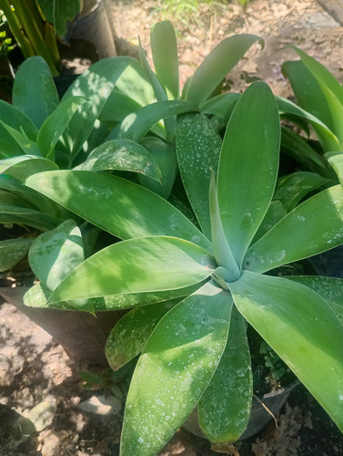 Agave Attenuata