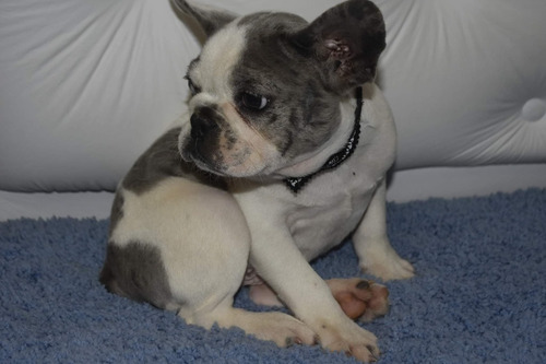 Bulldog Frances Pied Blue Merle Exótico Macho
