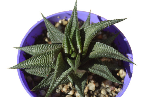 Haworthia Limifolia 