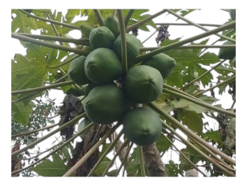 Mamon Payaya 10kg Frutas Verdes