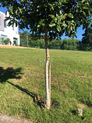 Terreno Em Vila Nova - El56353981