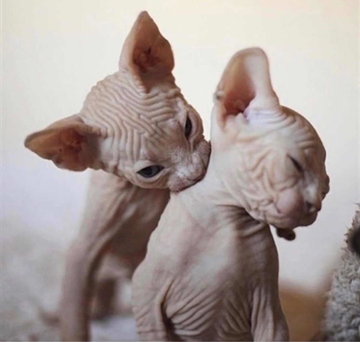 Hermosos Gatitos Gatos Sphynx Mascotas Decasa En San Isidro | Mercado Libre