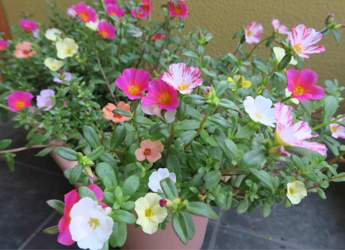 7 Mudas Beldroega Prima Onze Horas Fácil Cultivo Flores Core