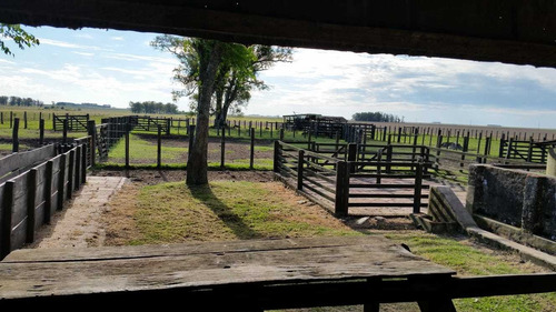 Campo 340 Has En Artigas Limite Con Salto