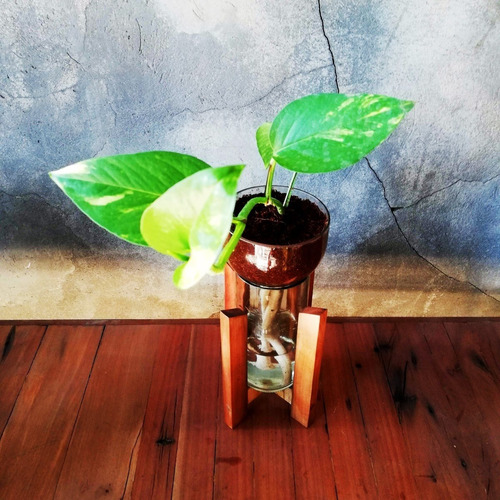 Imagen 5 de 6 de Scindapsus Little Plant 24 Con Soporte The Little Yisus