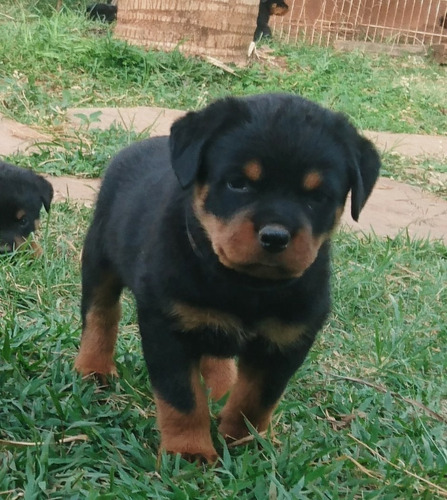 Rottweilers Filhos Do N.1 Brasil 2012 Mamute Rottland