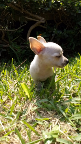 Chihuahua Toy Blanco De 2 Meses