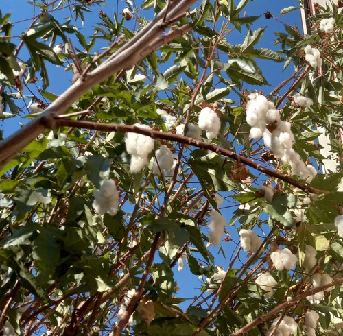 Semillas De Algodón  Orgánico 