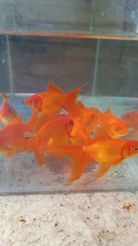 Carassius Golfish 10 Cm Peces Agua Fria Acuario Estanques