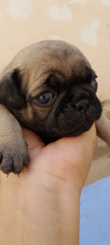 Cachorro Pug Carlino 06