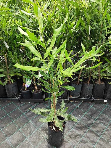 Árbol Nuez De Macadamia 90 Cm A 1.2 M