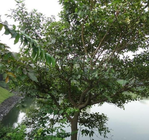 Sementes Figo De Cacho Ficus Racemosa Árvore Frutas P/ Mudas