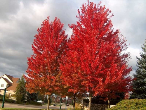 Arbol Acer Saccharinum Acer Plateado, Arce Del Azúcar 40lts