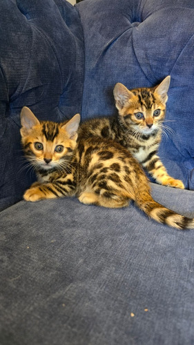 Gato Bengal Sangre Importada