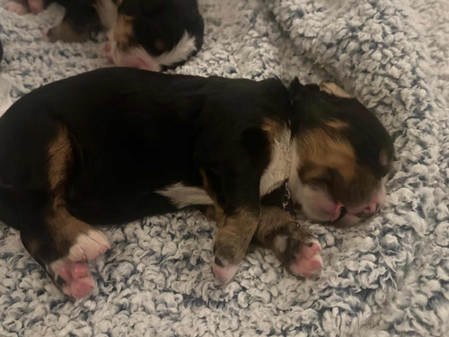 Cachorros Boyero De Berna Precio Reserva 3 Machos 1 Hembras