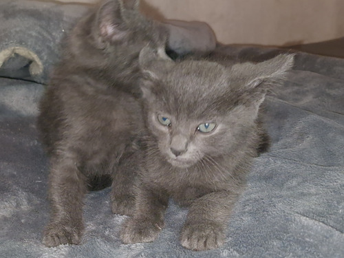 Gatitos Azul Ruso