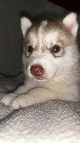 Cachorra Siberian Husky Pedigree 