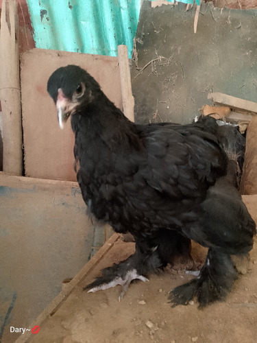Gallos Gigante De Raza Jersey (Usado)
