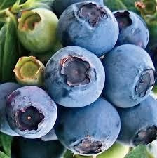 50sementes Amora +60 Framboesa Vermelha +60 Blueberry