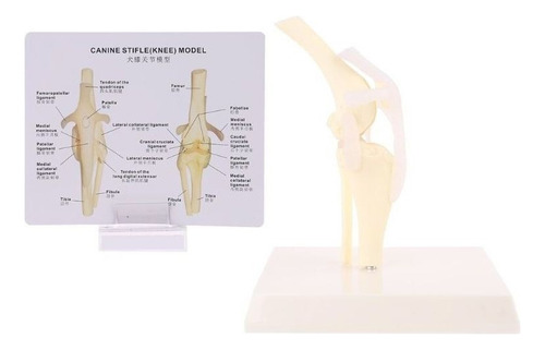 Modelo Funcional De Rodilla Enferma De Perro