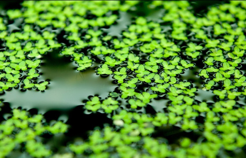 Lenteja De Agua (lemna Minor) Planta Acuática Flotante!!!