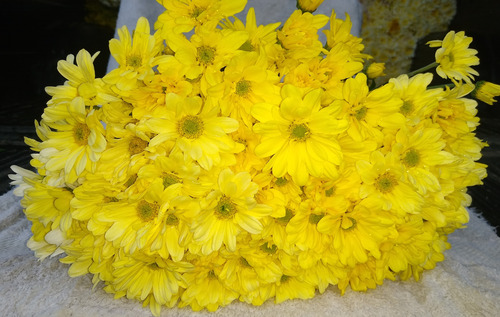 Flores Naturales Recién Cortadas