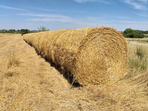 Imagen 5 de 5 de Fardo Paja Trigo Con Raegrass