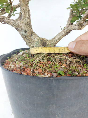 Pré Bonsai Buxus 10 Anos (034)