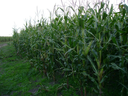 Campo En Venta Chascomus - 183 Has Agrícola