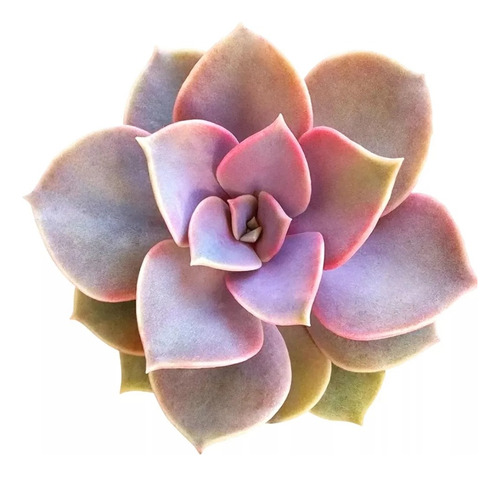 Muda Suculentas Echeverria Perle Rose Pt11