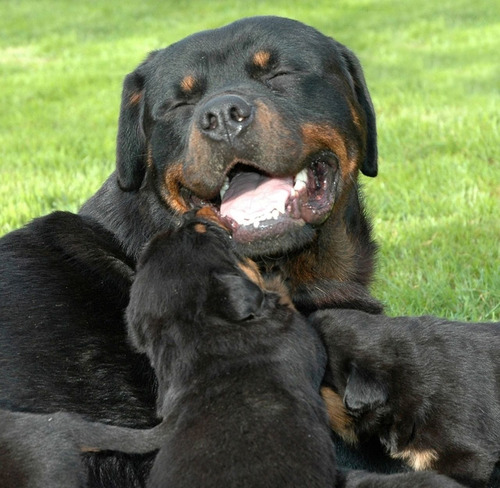Rottweiler Cachorras Hembritas